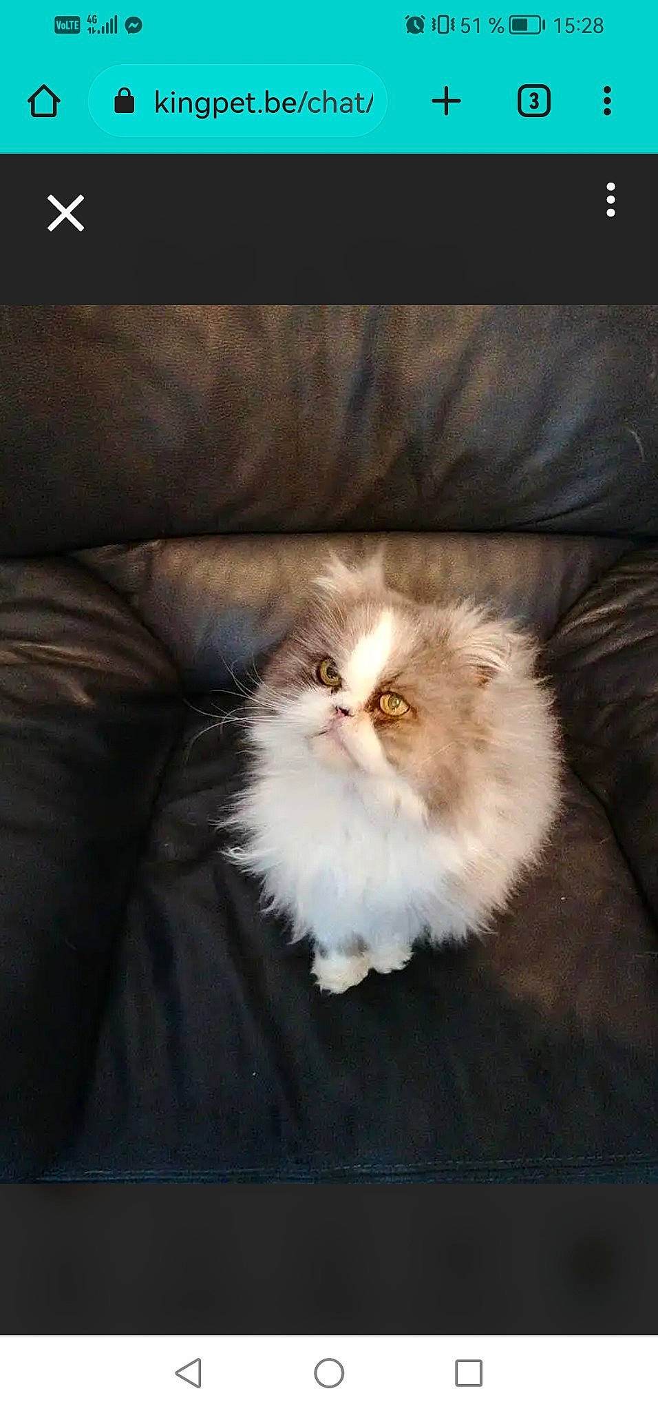 Channelle participe au concours pour gagner de l'argent avec cette photo : carnivore, cat, comfort, companion_dog, darkness, fawn, felidae, fur, persian, plant, small_to_medium_sized_cats, tail, terrestrial_animal, whiskers, wood