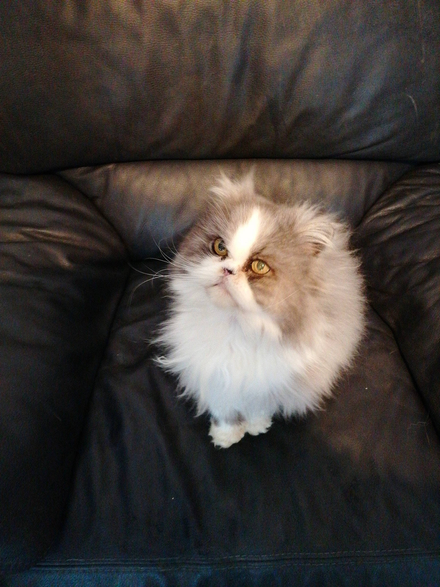 Channelle participe au concours pour gagner de l'argent avec cette photo : carnivore, cat, comfort, darkness, fawn, felidae, fur, hardwood, persian, plant, small_to_medium_sized_cats, snout, tail, terrestrial_animal, whiskers, wood