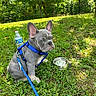 Drew joined the competition — help win amazing prizes! animal, blue_harness, canine, cute, daytime, dog, french_bulldog, grass, greenery, leash, nature, outdoor, pet, puppy, sitting, small_dog, sunlight, water_bottle, water_bowl, young