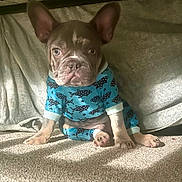 Drew is registered to the contest to win money with this photo: animal, blue_onesie, carpet, cozy, cute, dog, ears, face, fish_pattern, french_bulldog, fur, indoor, looking_at_camera, natural_light, paw, pet_clothing, puppy, sitting, small_dog, young