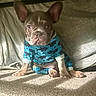 animal, blue_onesie, carpet, cozy, cute, dog, ears, face, fish_pattern, french_bulldog, fur, indoor, looking_at_camera, natural_light, paw, pet_clothing, puppy, sitting, small_dog, young