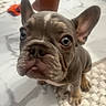 Drew is registered to the contest to win money with this photo: animal, blue_eyes, close_up, curious, dog, domestic_animal, ears_up, flooring, french_bulldog, fur, indoor, looking_up, marble_floor, pet, puppy, rug, small_dog, snout, whiskers, young