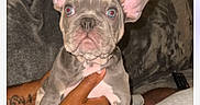 Drew joined the competition — help win amazing prizes! animal, canine, couch, cute, dog, domestic, ears, french_bulldog, fur, hand, indoor, light_eyes, looking, person, pet, puppy, relaxing, sitting, tattoo, young