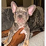 animal, canine, couch, cute, dog, domestic, ears, french_bulldog, fur, hand, indoor, light_eyes, looking, person, pet, puppy, relaxing, sitting, tattoo, young