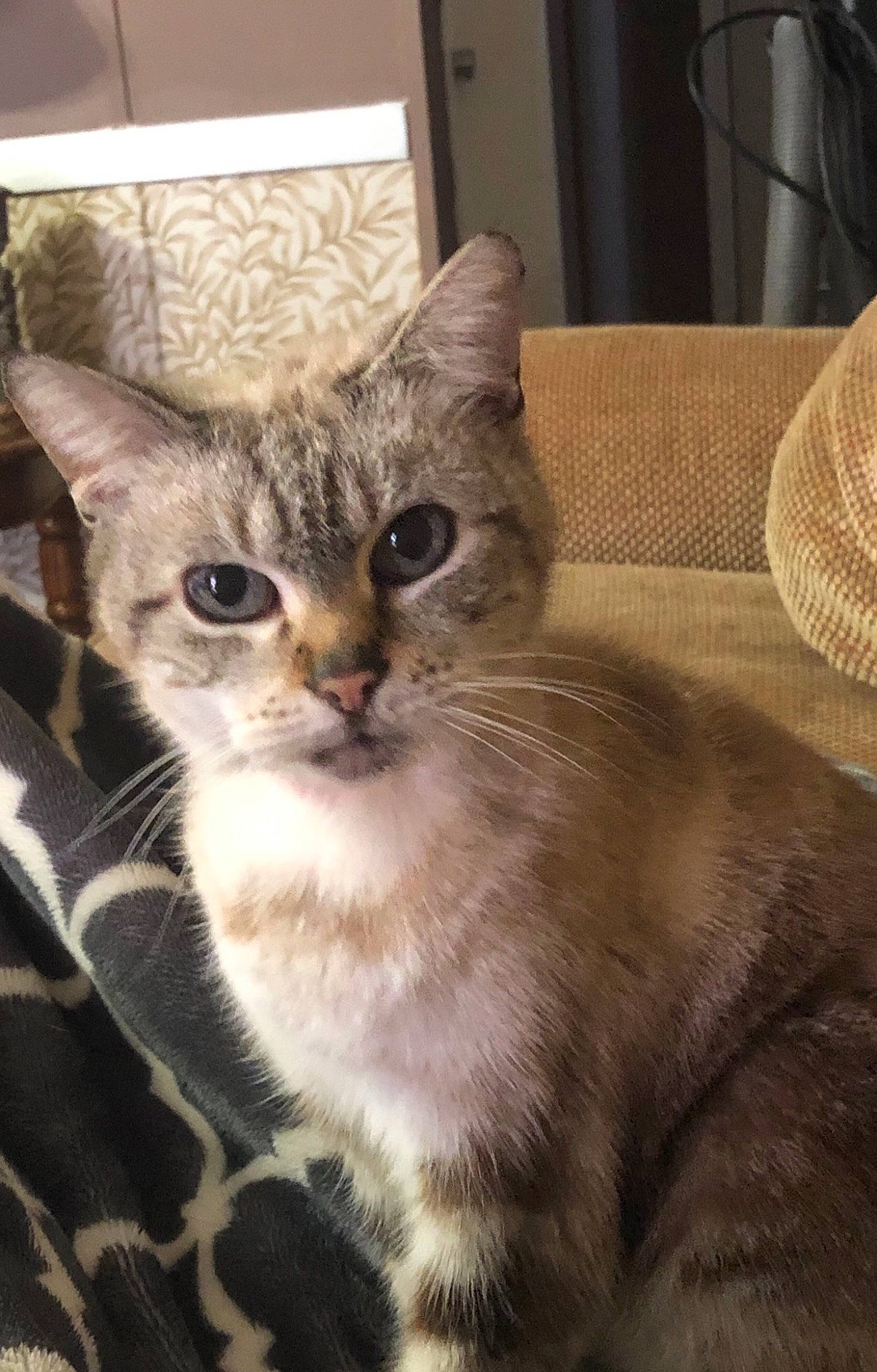 Angle joined the competition — help win amazing prizes! carnivore, cat, cat_supply, claw, domestic_short_haired_cat, felidae, fur, paw, small_to_medium_sized_cats, snout, tail, terrestrial_animal, whiskers, window