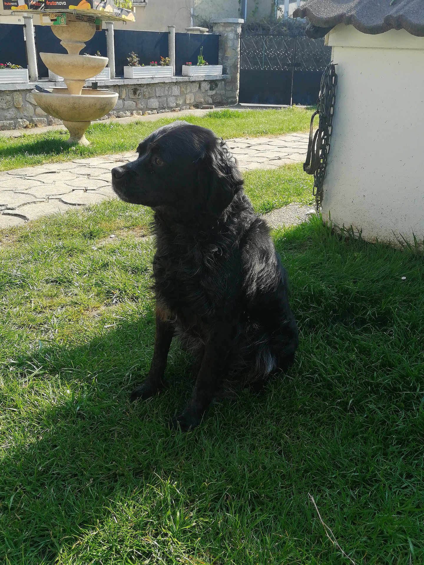 Rebel a rejoint le concours — aidez-le/la à gagner de superbes lots ! dog, black_dog, pet, grass, garden, lawn, sitting, outdoor, sunshine, shadow, fountain, stone_wall, pathway, chain, shed, fence, profile_view, fur, backyard, portrait