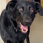 Scoby participe au concours pour gagner de l'argent avec cette photo : dog, black_dog, pet, animal, tongue_out, happy, indoor, wooden_stairs, brown_eyes, close_up, portrait, shiny_fur, collar, paw, floor, ears, nose, teeth, smile, tail