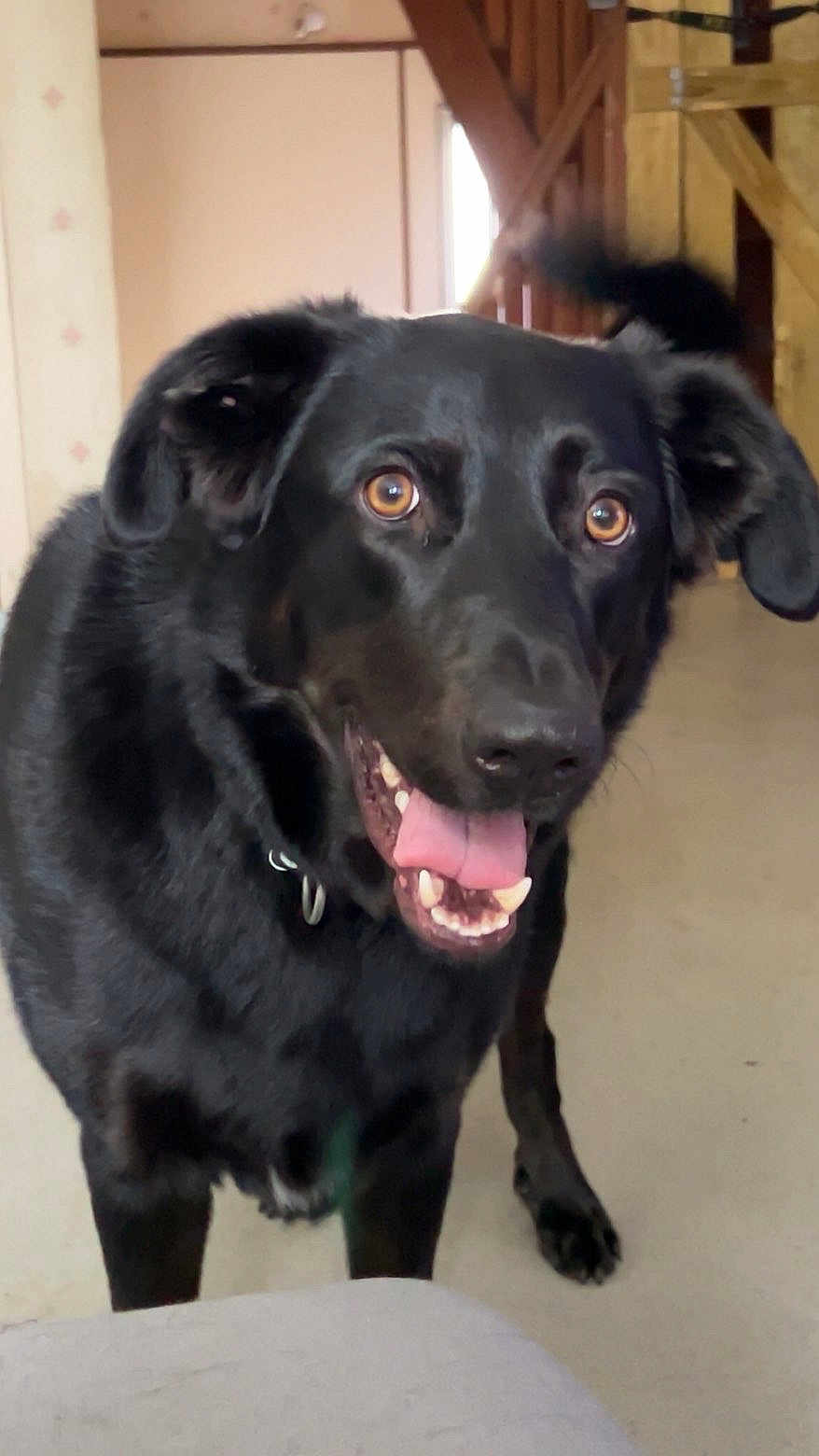 Scoby participe au concours pour gagner de l'argent avec cette photo : dog, black_dog, pet, animal, tongue_out, happy, indoor, wooden_stairs, brown_eyes, close_up, portrait, shiny_fur, collar, paw, floor, ears, nose, teeth, smile, tail
