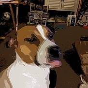 Pigglet joined the competition — help win amazing prizes! animal, brown_and_white, cabinet, carpet, dog, domestic, floor, furniture, home, household, indoor, mammal, pet, photoframes, portrait, relaxed, room, shoes, soccer_ball, table