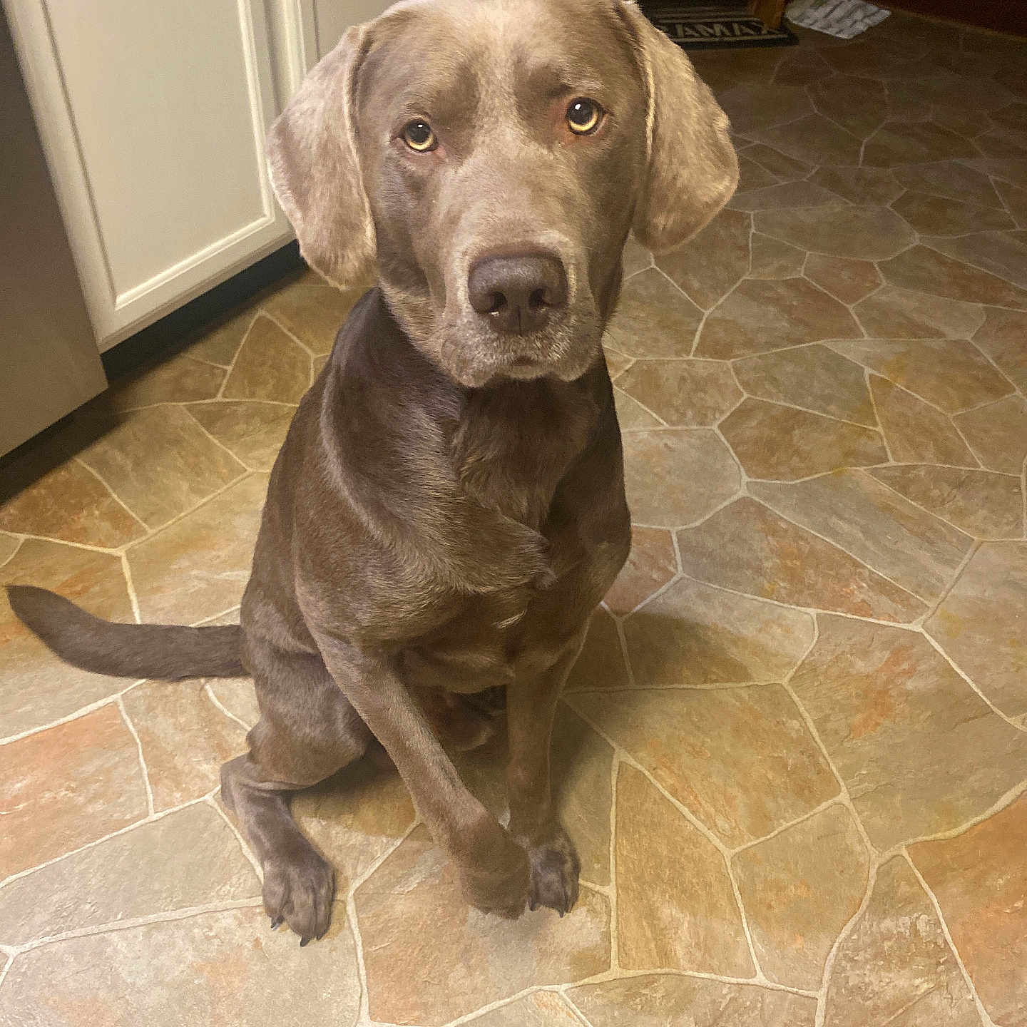 Diesel is registered to the contest to win money with this photo: animal, bulldog, canine, dog, flagstone, hardwood, hound, labradorretriever, path, pebble, pet, pitbull, plywood, pointer, puppy, slate, snout, tile, walkway, wood