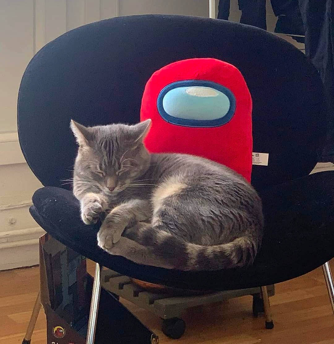 Tim participe au concours pour gagner de l'argent avec cette photo : armrest, automotive_tire, carnivore, cat, cat_bed, cat_supply, chair, club_chair, comfort, domestic_short_haired_cat, felidae, fur, grey, hardwood, pet_supply, room, small_to_medium_sized_cats, tail, vertebrate, whiskers