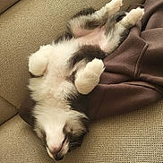 Baylay a rejoint le concours — aidez-le/la à gagner de superbes lots ! puppy, dog, sleeping, upside_down, couch, beige, brown, fur, cozy, relaxed, pet, animal, indoor, cute, paw, snout, resting, fluffy, blanket, soft