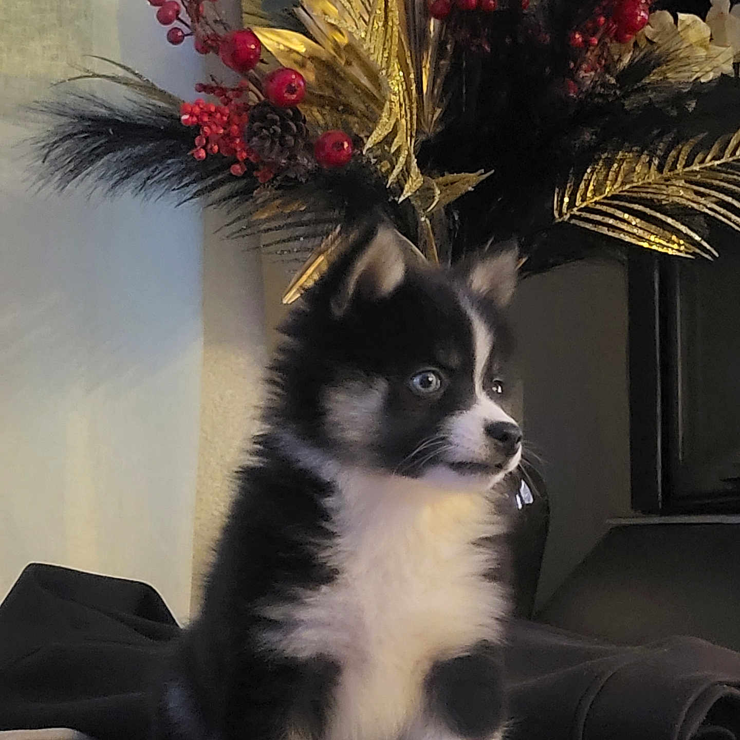 Baylay participe au concours pour gagner de l'argent avec cette photo : animal, berries, black_and_white, blanket, blue_eyes, cute, decor, dog, fur, fur_texture, golden_leaves, home, indoor, pet, plant, portrait, puppy, sitting, table, young