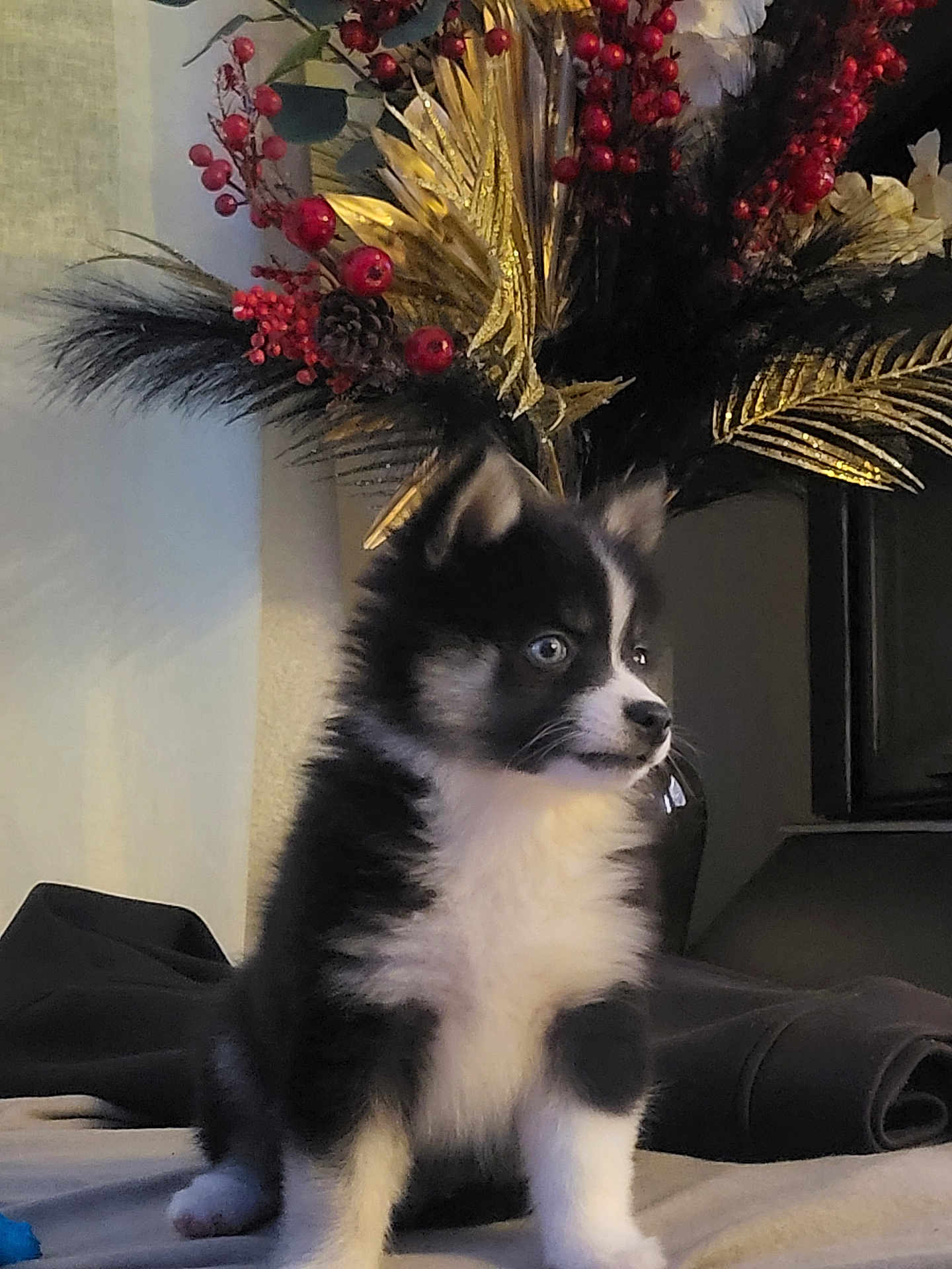 Baylay participe au concours pour gagner de l'argent avec cette photo : puppy, dog, black_and_white, blue_eyes, fur, sitting, indoor, decor, berries, golden_leaves, plant, table, blanket, cute, pet, animal, fur_texture, young, portrait, home
