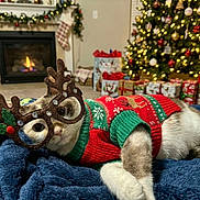 Rainbow joined the competition — help win amazing prizes! animal, blue_blanket, cat, christmas_lights, christmas_sweater, christmas_tree, cozy, cute, decorations, festive, fireplace, holiday, holiday_decor, indoor, mammal, pet, presents, reindeer_glasses, relaxed, winter