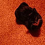 Voodoo Allen joined the competition — help win amazing prizes! abyssinian, animal, blackcat, cat, hardwood, kitten, manx, pet, siamese, wood