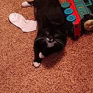 Voodoo Allen is registered to the contest to win money with this photo: alloywheel, animal, blackcat, car, cat, clothing, couch, electronics, furniture, hardwood, hosiery, kitten, machine, manx, pet, sock, spoke, tape, toy, wood