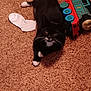 alloywheel, animal, blackcat, car, cat, clothing, couch, electronics, furniture, hardwood, hosiery, kitten, machine, manx, pet, sock, spoke, tape, toy, wood