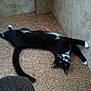 Voodoo Allen joined the competition — help win amazing prizes! abyssinian, accessories, animal, architecture, armchair, blackcat, building, cat, chair, couch, furniture, hardwood, indoors, kitten, livingroom, manx, pet, plywood, room, wood