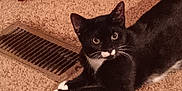 Voodoo Allen is registered to the contest to win money with this photo: abyssinian, animal, appliance, blackcat, brush, cat, comb, device, drawer, furniture, hardwood, homedecor, kitten, manx, mat, musicalinstrument, pet, plywood, tool, wood