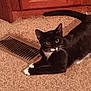 abyssinian, animal, appliance, blackcat, brush, cat, comb, device, drawer, furniture, hardwood, homedecor, kitten, manx, mat, musicalinstrument, pet, plywood, tool, wood