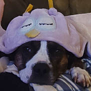 Bella is registered to the contest to win money with this photo: dog, hat, purple, sleepy, blanket, paw, face, closeup, pet, cozy, cute, animal, indoor, resting, snuggling, soft, fur, black, white, brown