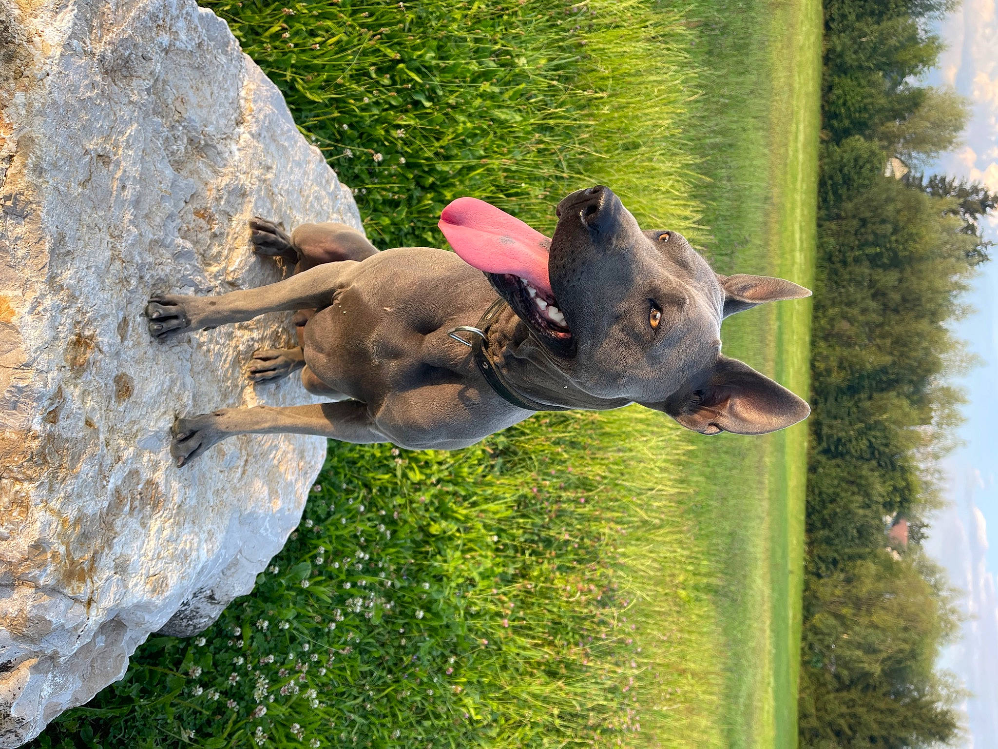 Sami participe au concours pour gagner de l'argent avec cette photo : canidae, carnivore, dog, dog_breed, fawn, grass, green, guard_dog, liver, pack_animal, pet_supply, plant, sky, snout, sporting_group, stallion, tail, tree, water, working_animal