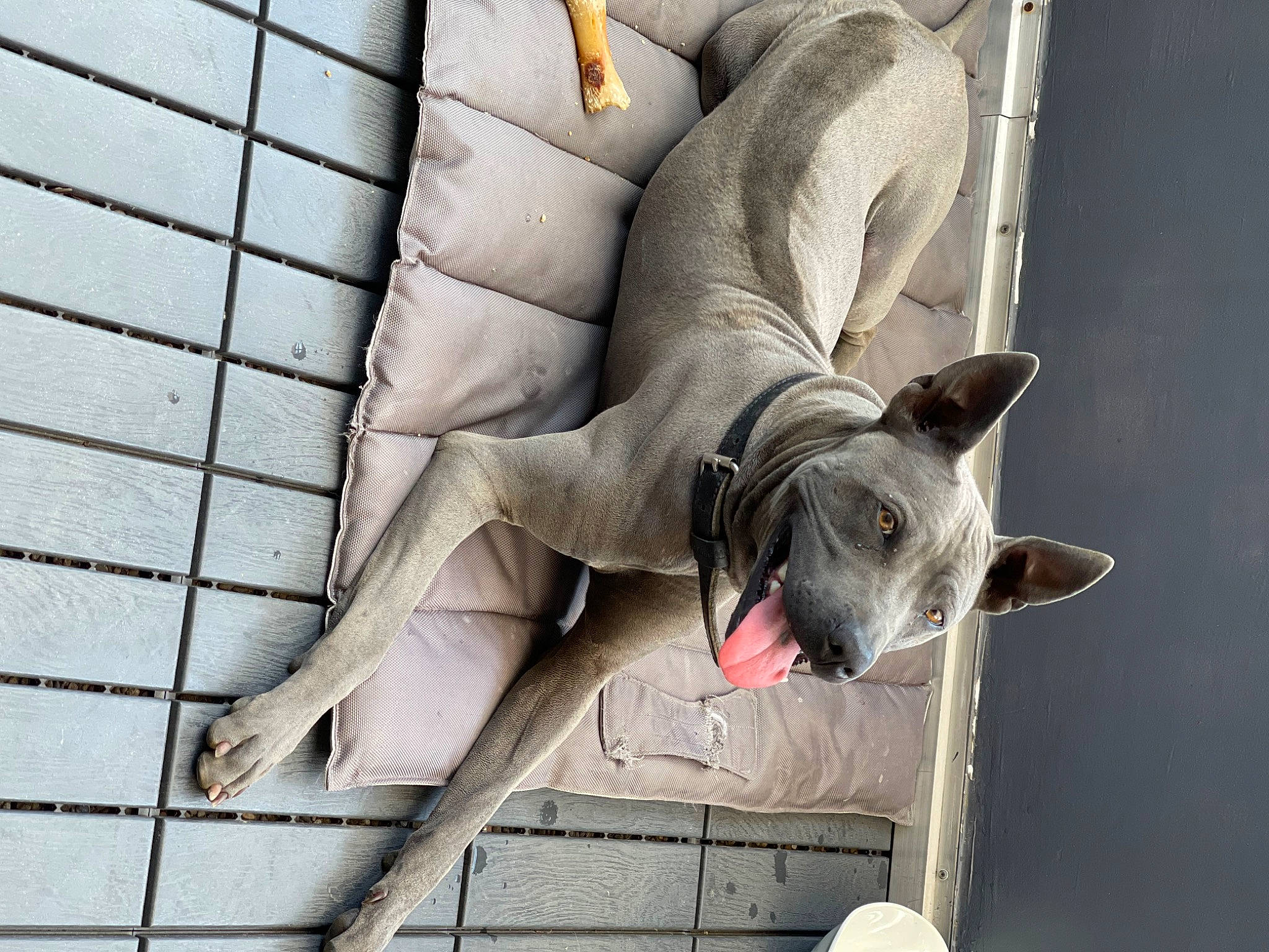 Sami participe au concours pour gagner de l'argent avec cette photo : canidae, carnivore, cat, comfort, companion_dog, couch, dog_breed, domestic_short_haired_cat, fawn, felidae, foot, fur, grey, human_leg, paw, small_to_medium_sized_cats, sporting_group, tail, whiskers, window