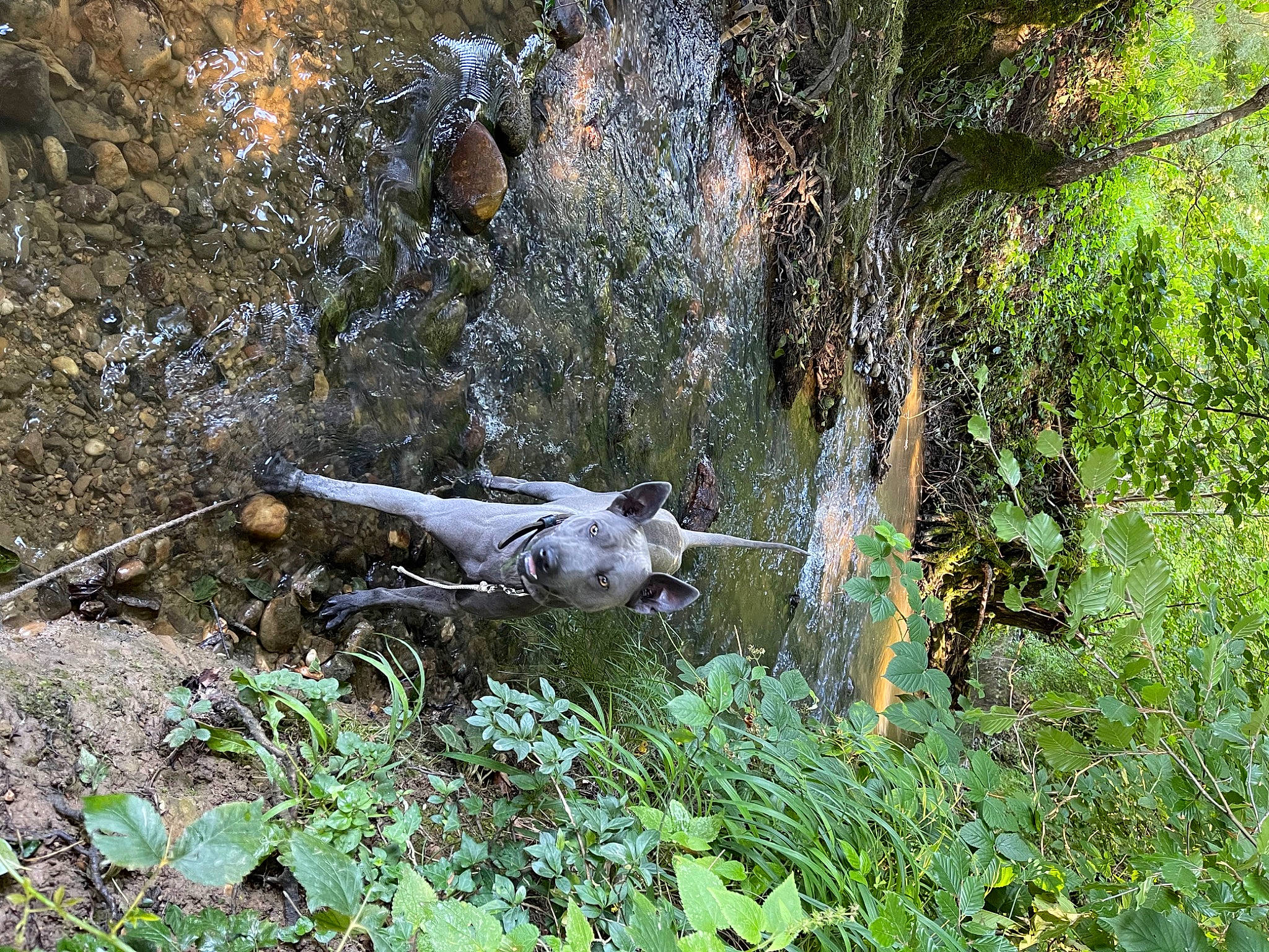 Sami a rejoint le concours — aidez-le/la à gagner de superbes lots ! bedrock, forest, grass, groundcover, jungle, natural_landscape, non_vascular_land_plant, northern_hardwood_forest, plant, pollution, riparian_zone, sculpture, shrub, soil, temperate_broadleaf_and_mixed_forest, terrestrial_animal, terrestrial_plant, tree, trunk, wood