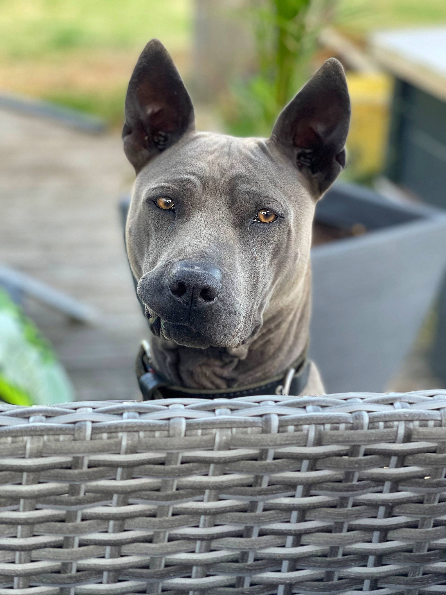 Sami a rejoint le concours — aidez-le/la à gagner de superbes lots ! animal_shelter, australian_cattle_dog, canidae, carnivore, collar, companion_dog, dog, dog_breed, fawn, grass, mesh, metal, non_sporting_group, pet_supply, snout, sporting_group, terrestrial_animal, whiskers, working_animal, working_dog