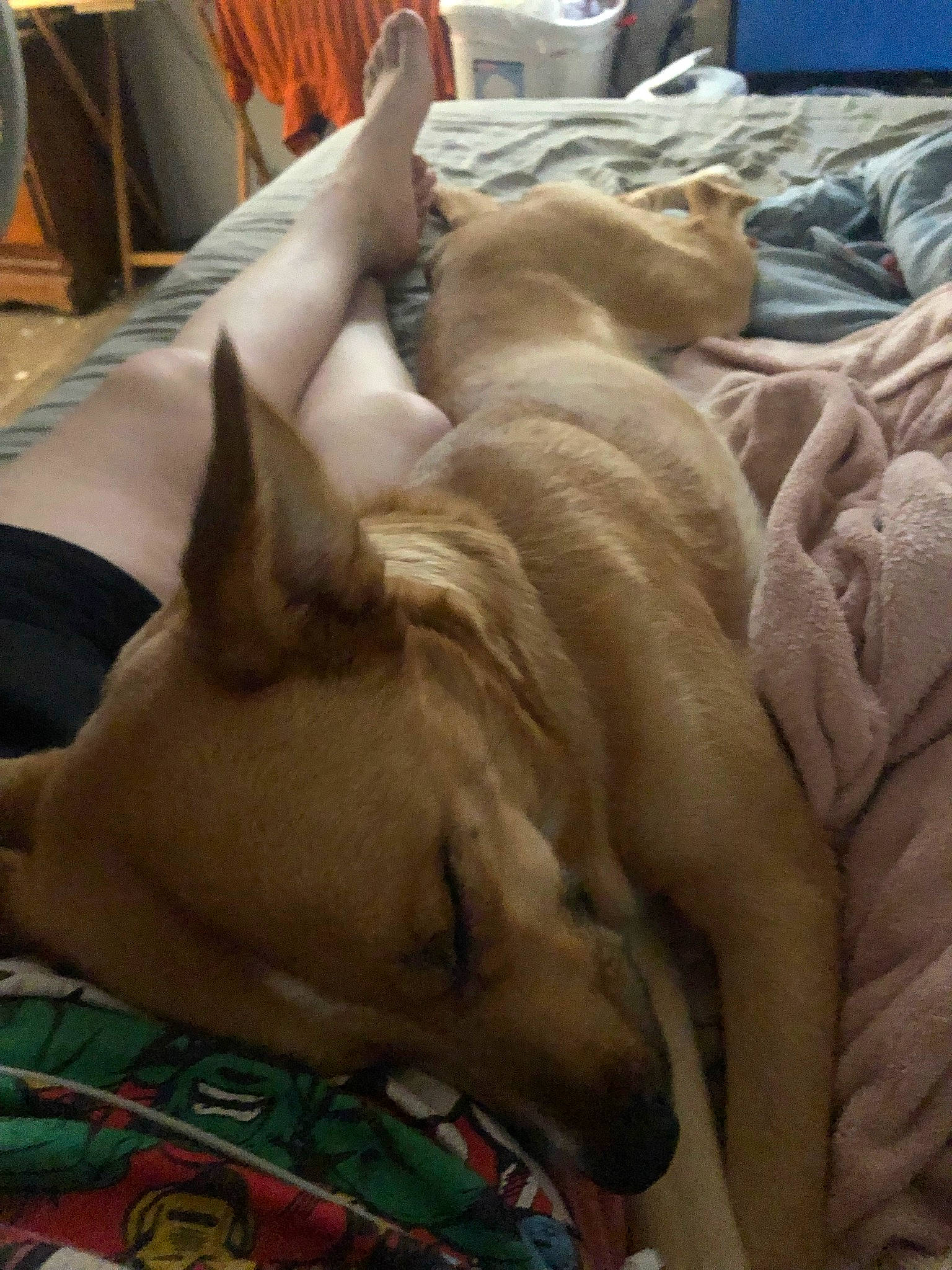 Nebula is registered to the contest to win money with this photo: carnivore, comfort, companion_dog, dog, dog_breed, dog_supply, fawn, felidae, guard_dog, linens, nap, non_sporting_group, room, sporting_group, toy_dog, working_animal