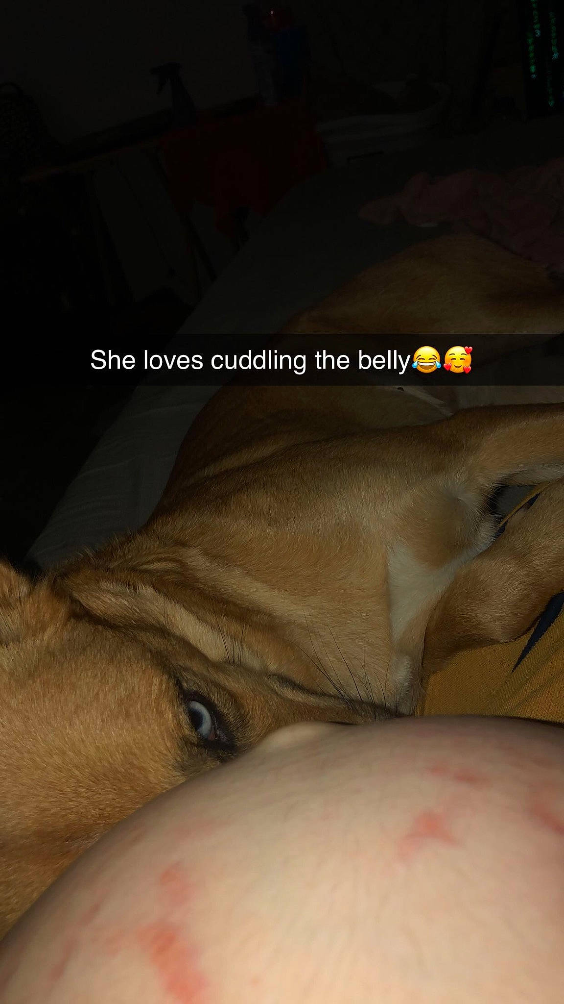 Nebula joined the competition — help win amazing prizes! abdomen, barechested, canidae, chest, comfort, dog, dog_breed, fawn, flesh, font, foot, human_leg, knee, linens, plant, tattoo, terrestrial_animal, thigh, trunk, wrist