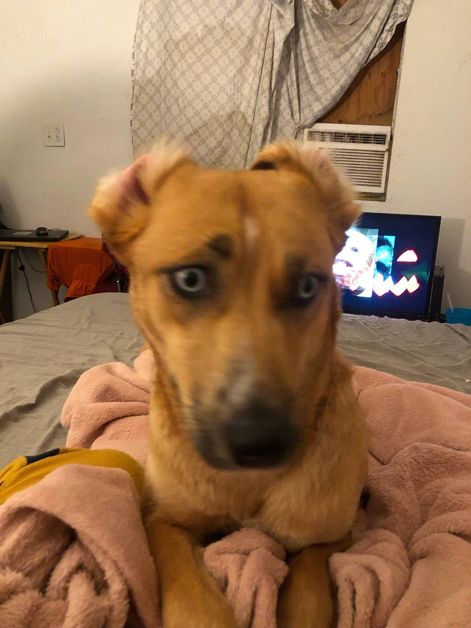 Nebula joined the competition — help win amazing prizes! carnivore, collar, comfort, companion_dog, curtain, dog, dog_breed, dog_supply, ear, fawn, flooring, fur, guard_dog, laptop, paw, pet_supply, snout, sporting_group, whiskers, working_animal