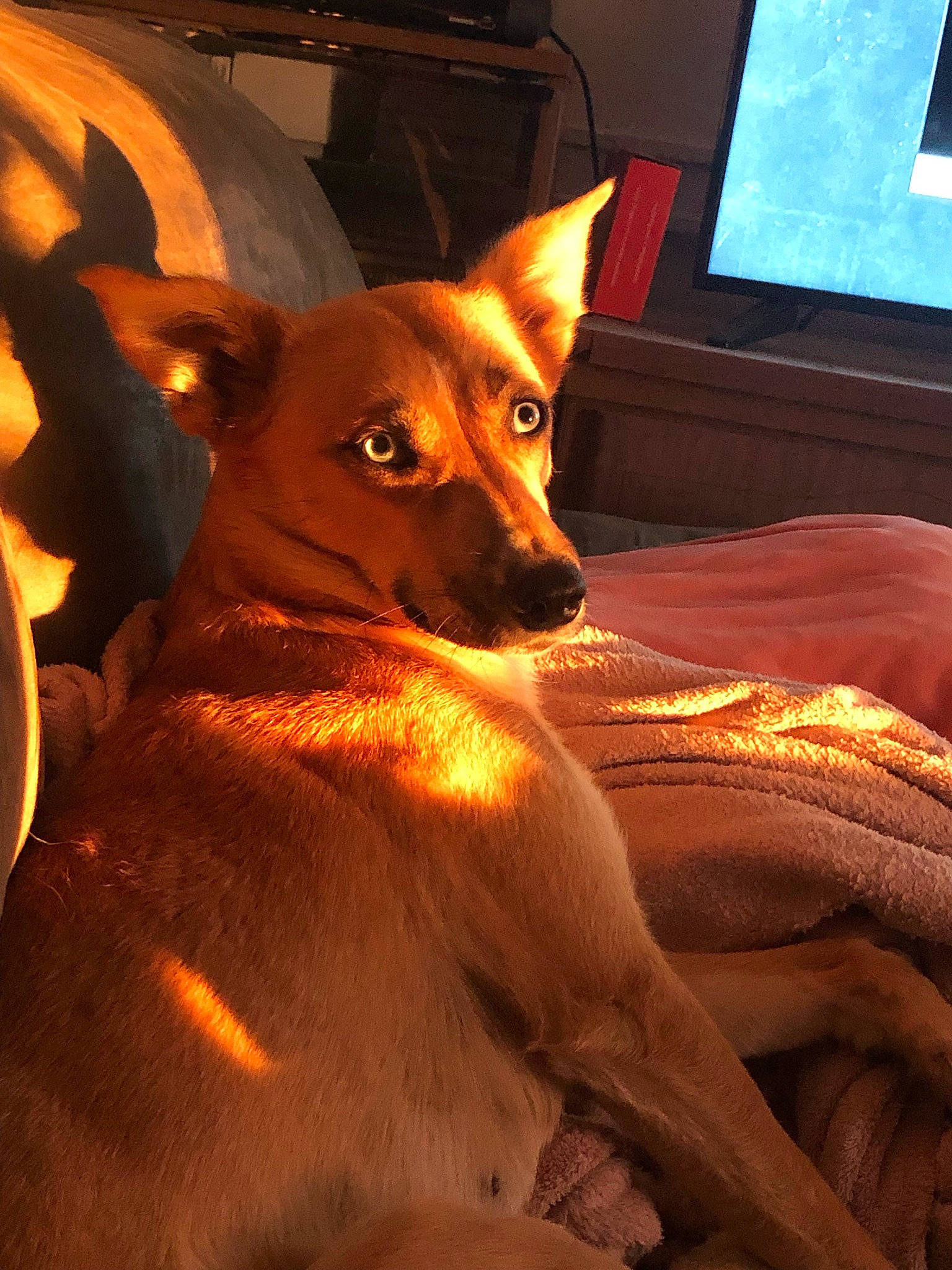 Nebula joined the competition — help win amazing prizes! art, brown, canidae, carnivore, comfort, companion_dog, dog, dog_breed, ear, fawn, fur, orange, snout, sporting_group, terrestrial_animal, toy_dog, whiskers, window, wood, working_animal