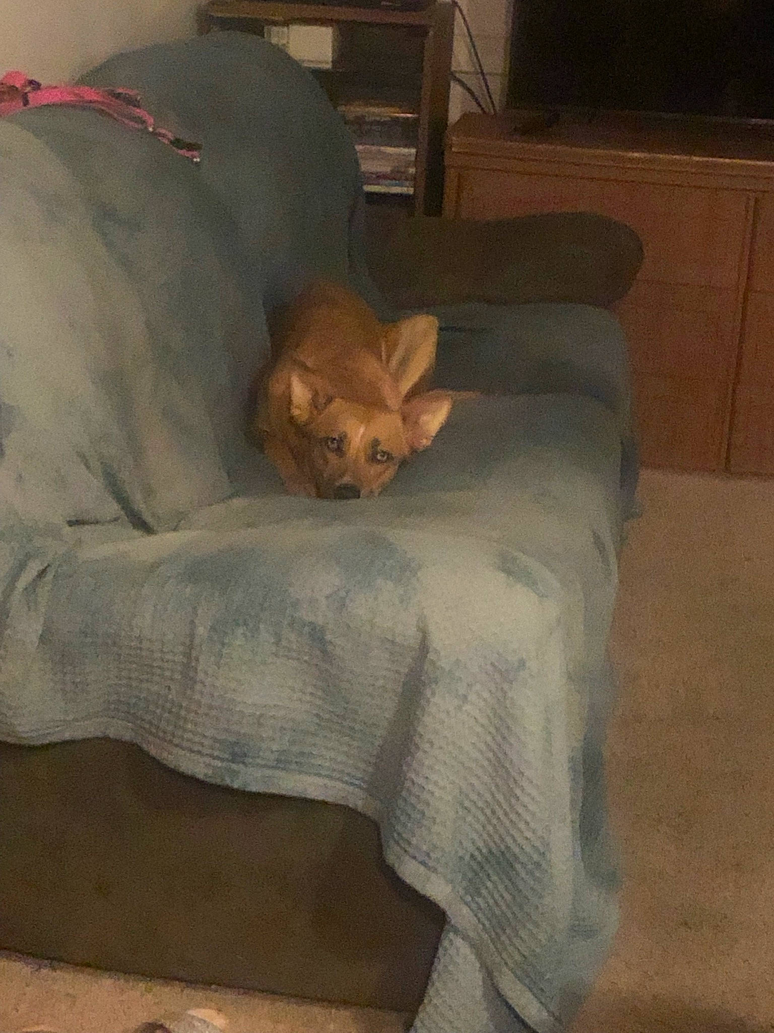 Nebula joined the competition — help win amazing prizes! bedding, carnivore, cat, comfort, companion_dog, dog_breed, domestic_short_haired_cat, duvet, fawn, felidae, flooring, furniture, hardwood, linens, pillow, room, small_to_medium_sized_cats, tail, whiskers, wood