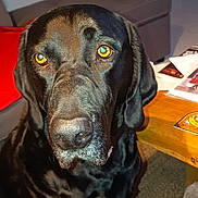Rex a rejoint le concours — aidez-le/la à gagner de superbes lots ! dog, black_dog, large_dog, close_up, portrait, face, snout, nose, floppy_ears, amber_eyes, shiny_fur, sitting, indoors, living_room, furniture, table, papers, wood, pet, animal