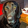 dog, black_dog, large_dog, close_up, portrait, face, snout, nose, floppy_ears, amber_eyes, shiny_fur, sitting, indoors, living_room, furniture, table, papers, wood, pet, animal