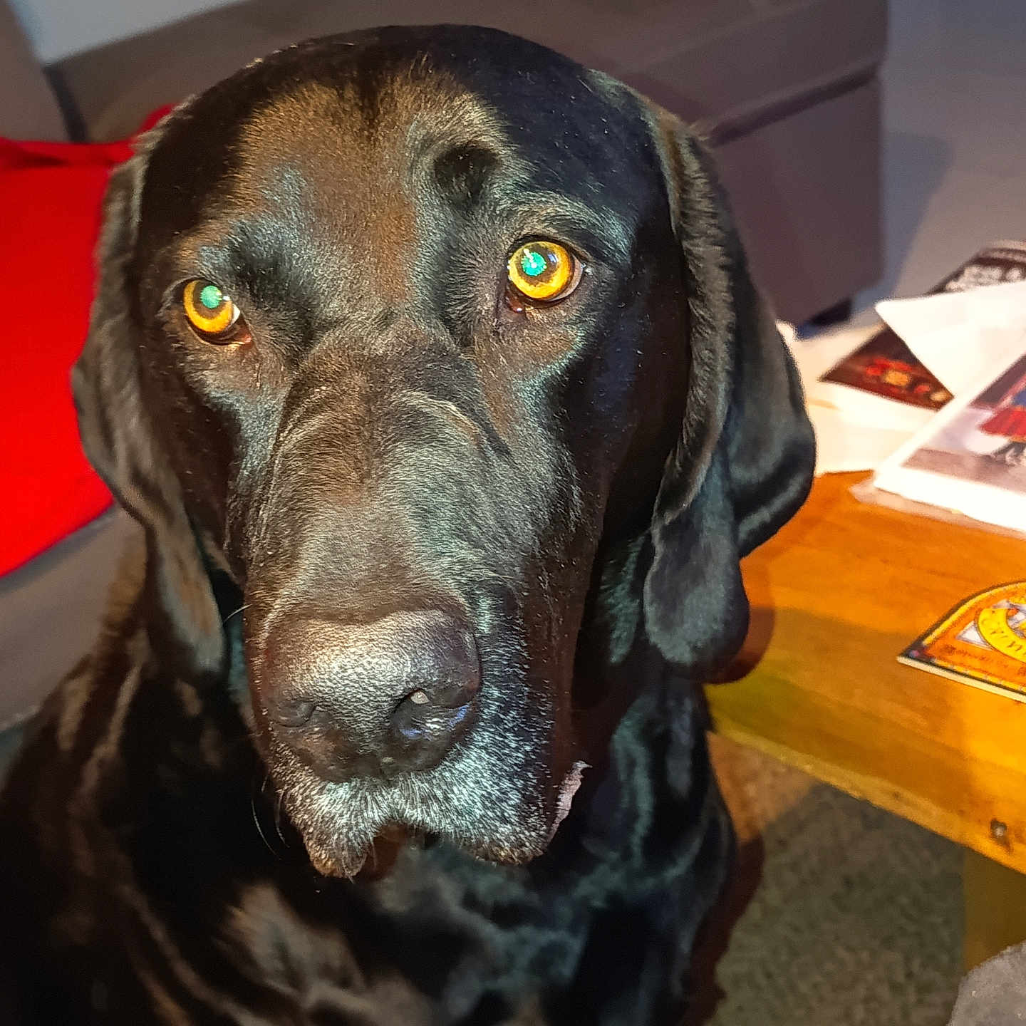 Rex a rejoint le concours — aidez-le/la à gagner de superbes lots ! dog, black_dog, large_dog, close_up, portrait, face, snout, nose, floppy_ears, amber_eyes, shiny_fur, sitting, indoors, living_room, furniture, table, papers, wood, pet, animal