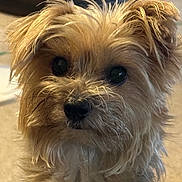 Gus Gus is registered to the contest to win money with this photo: dog, small_dog, close_up, fur, pet, indoor, curious, face, nose, whiskers, ears, brown_fur, black_nose, animal, companion, cute, portrait, looking, furry, domestic_animal