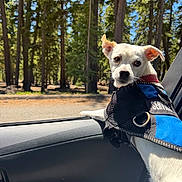 Little Man is registered to the contest to win money with this photo: dog, service_dog, white_dog, car_interior, car_door, forest, trees, sunlight, daylight, window, pet, animal, outdoor, nature, curious, looking_back, seat, roadside, canine, vehicle