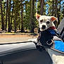 dog, service_dog, white_dog, car_interior, car_door, forest, trees, sunlight, daylight, window, pet, animal, outdoor, nature, curious, looking_back, seat, roadside, canine, vehicle