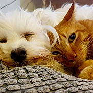 Guismo participe au concours pour gagner de l'argent avec cette photo : dog, cat, pet, snuggling, sleeping, cozy, close_up, fur, whiskers, blanket, indoor, resting, cute, animal, friendship, relaxation, companion, domestic, mammal, cute_face