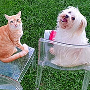 Eliot participe au concours pour gagner de l'argent avec cette photo : cat, dog, orange_cat, fluffy_dog, grass, outdoor, chair, transparent_chair, pet, animal, cute, happy_dog, alert_cat, grass_lawn, sitting, looking_at_camera, two_animals, companions, nature, playful