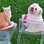 cat, dog, orange_cat, fluffy_dog, grass, outdoor, chair, transparent_chair, pet, animal, cute, happy_dog, alert_cat, grass_lawn, sitting, looking_at_camera, two_animals, companions, nature, playful
