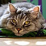 cat, tabby, gray_cat, lying_down, resting, yellow_eyes, fur, whiskers, close_up, indoor, fabric, green, purple, soft_light, pets, animal, cute, relaxed, portrait, focus