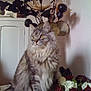 cat, fluffy_cat, gray_cat, flowers, roses, white_roses, red_roses, dried_flowers, vase, furniture, indoor, pet, animal, sitting, long_hair, whiskers, ears, eyes, tail, decor