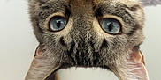 Malo participe au concours pour gagner de l'argent avec cette photo : cat, tabby_cat, blue_eyes, whiskers, nose, ears, upside_down, close_up, pet, feline, curious, soft_texture, indoor, animal, cute, portrait, furry, domestic_animal, face, looking