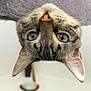 cat, tabby_cat, blue_eyes, whiskers, nose, ears, upside_down, close_up, pet, feline, curious, soft_texture, indoor, animal, cute, portrait, furry, domestic_animal, face, looking