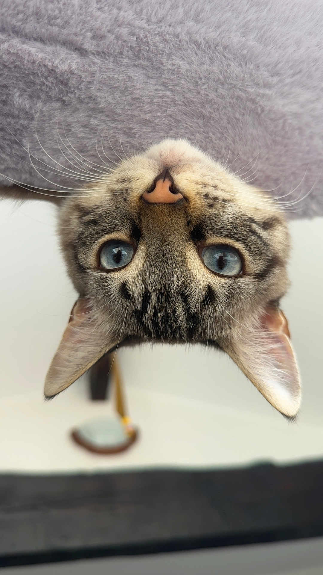 Malo participe au concours pour gagner de l'argent avec cette photo : cat, tabby_cat, blue_eyes, whiskers, nose, ears, upside_down, close_up, pet, feline, curious, soft_texture, indoor, animal, cute, portrait, furry, domestic_animal, face, looking