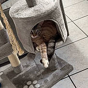 Malo a rejoint le concours — aidez-le/la à gagner de superbes lots ! cat, cat_tree, indoor, furniture, tile_floor, pet, paw, fur, animal, resting, cozy, grey, stretching, cute, domestic, household, living_room, relaxed, soft, playful